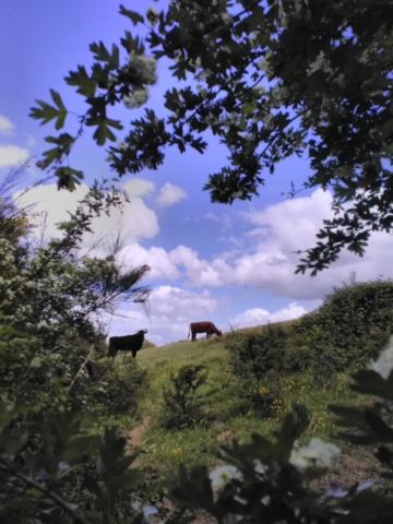 Des vaches, bien paisibles, sans clôtures Des vaches, bien paisibles, sans clôtures