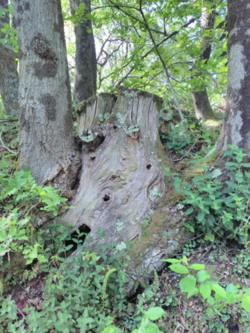 Un vieux barbu étonné Un vieux barbu étonné