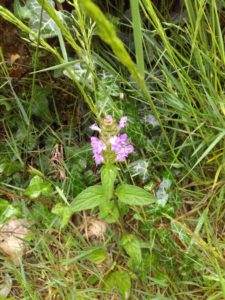 Dame Fée, dans une fleur de bugle rampante