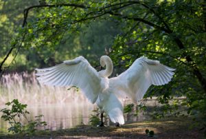 Cygne blanc, ailes déployées, prêt àà prendre un nouvel envol !