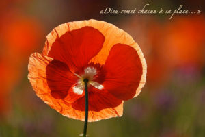 Fleur de coquelicot, soleil, Espoir : "Dieu remet chacun à sa place".