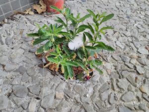 Un pommier d'amour qui a réussi à pousser à travers un trottoir !