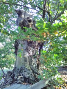 Le chataignier, dit tricentenaire, à La Roche aux Fées (35)