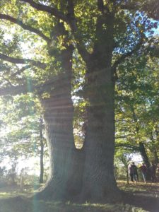 Un immense chêne, respectable, à La Roche aux Fées (35)
