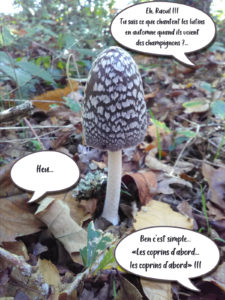 "Les coprins d'abord !" - Blague des lutins Cyprien & Raoul