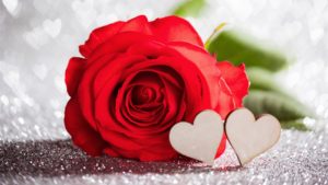 Rose rouge, Amour romantique, véritable, passion