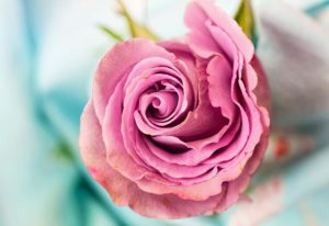 Rose en forme de Coeur : Marie-Madeleine, au Nom de la Rose Sacrée