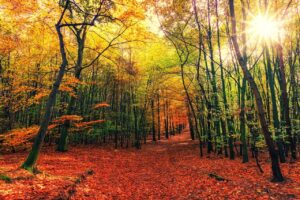 Une forêt en automne
