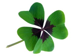 Trèfle à 4 feuilles : signe que Saint Chronicithé est avec vous, avec Saint Patrick ! :)