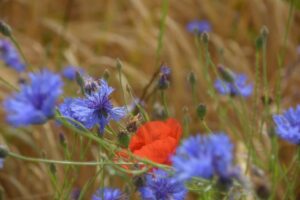 Champ de blé, avec des fleurs de coquelicot et de bleuet : l'Abondance de la Terre Mère