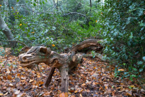 Esprit de la Nature : un dragon