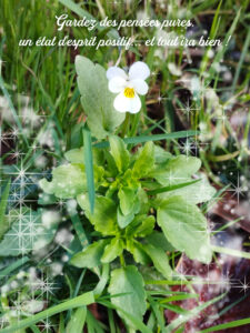 Une pensée d'un blanc pur !