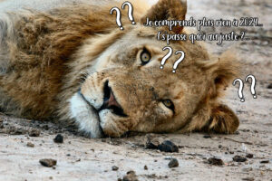 Même le Lion semble s'y perdre avec les énergies de 2024 !