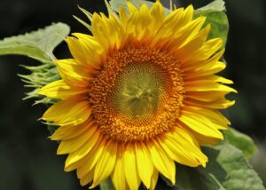 La fleur de tournesol : notre aspect solaire qui cherche toujours à rester aligné avec notre plus haute Lumière !