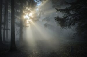 Forêt de sapins, bancs de brume et rayons de soleil