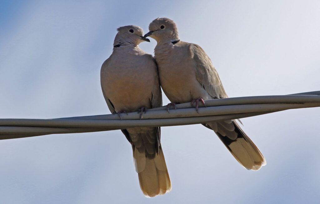 Couple de tourterelles