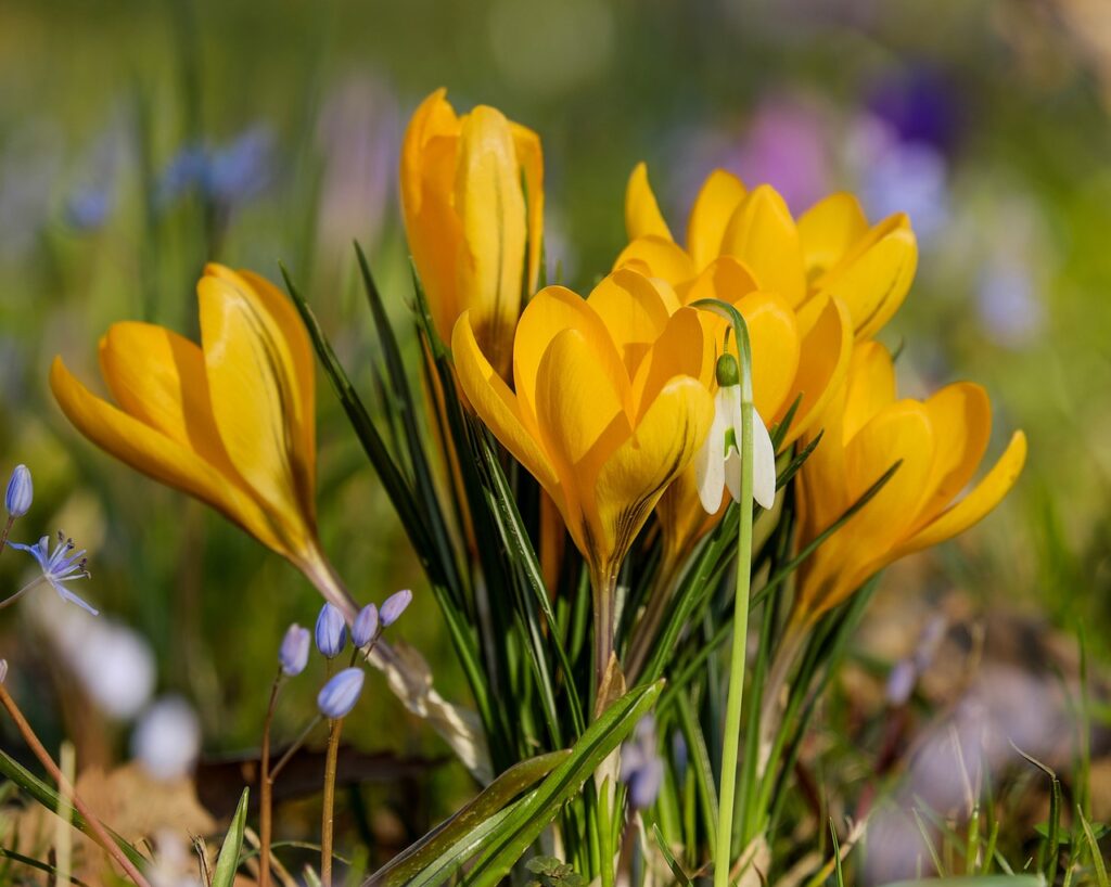 Fleurs jaunes de crocus : un aspect solaire !
