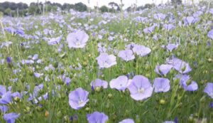 Fleurs de lin : délicatesse et force