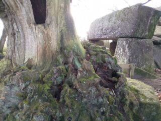Le châtaignier à l'entrée du mégalithe de La Roche aux Fées : un entrelac de racines à son pied Le châtaignier à l'entrée du mégalithe de La Roche aux Fées : un entrelac de racines à son pied