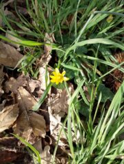 Une fleur de ficaire, petit soleil, annonciatrice du printemps, devant le mégalithe de La Roche aux Fées Une fleur de ficaire, petit soleil, annonciatrice du printemps, devant le mégalithe de La Roche aux Fées